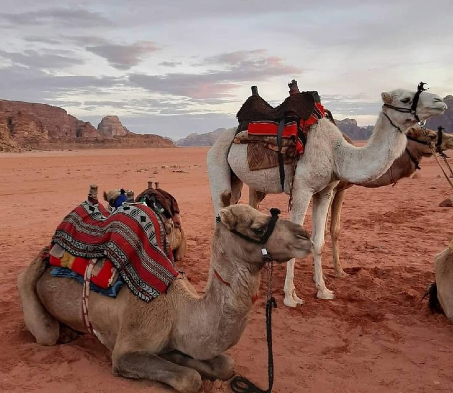 Camels resting in the desert